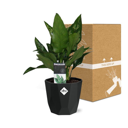 Kamerplant - Aglaonema Maria - Pot Ø 14cm