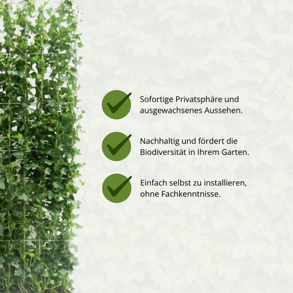 Buitenplant - Hedera hibernica - Klimop Kant-en-Klaar Haag - Breedte ↔ 120cm Hoogte ↕ 120cm
