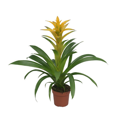 Kamerplant - Guzmania Desire - Pot Ø 12cm Hoogte ↕ 45cm