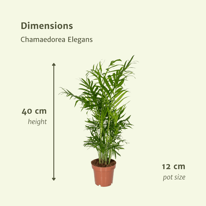 Kamerplant 2x Chamaedorea Elegans (Mexicaanse Bergpalm) - Pot Ø 12cm Hoogte ↕ 40cm