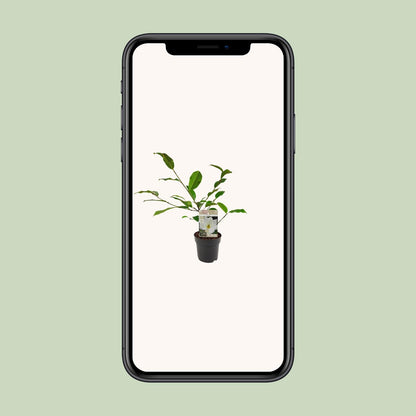 Kamerplant - Michelia Fairy Magnolia Cream - Pot Ø 13cm Hoogte ↕ 25cm