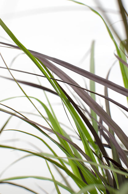 Buitenplant - Pennisetum x advena 'Summer Samba' - Pot Ø 19cm Hoogte ↕ 50cm