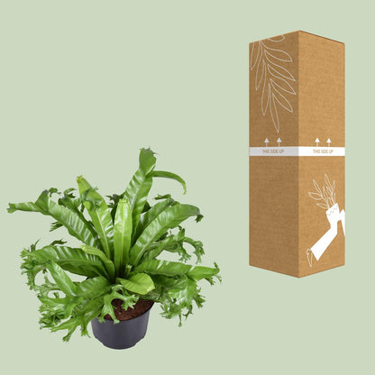 Kamerplant - Asplenium Nidus Crissie - Pot Ø 23cm Hoogte ↕ 55cm
