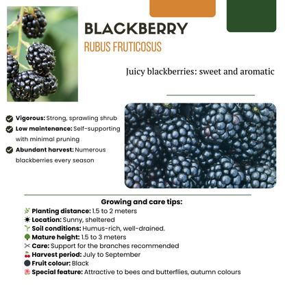 Buitenplant - Fruitplanten mix BIO - 5 verschillende soorten, biologisch gekweekt