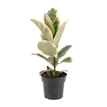 Kamerplant - Ficus Elastica Tineke - Pot Ø 17cm Hoogte ↕ 55cm