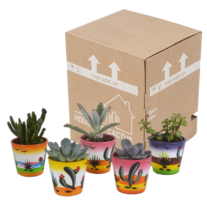 Kamerplant 5x Vetplanten mix - in Mexicaanse pot - Pot Ø 5.5cm