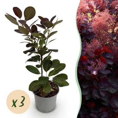 Buitenplant 3x Cotinus coggygria Royal Purple - Pot Ø 12cm Hoogte ↕ 35cm