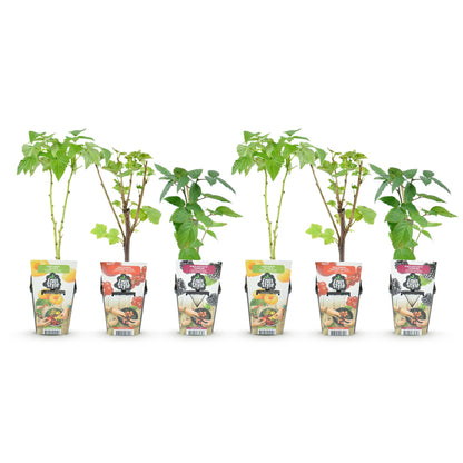 Buitenplant 6x Fruitplanten Tricolour - Rode Bes, Gele Framboos, Zwarte Braam - Winterhard - Pot Ø 9cm