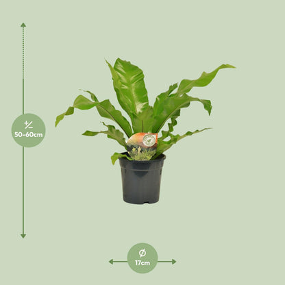 Kamerplant - Asplenium Nidus - Pot Ø 17cm Hoogte ↕ 60cm