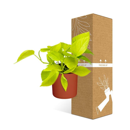 Kamerplant - Epipremnum Pinnatum 'Golden Pothos' - Inclusief sierpot - Pot Ø 14cm