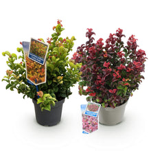 Buitenplant 2x Leucothoe Curly Duo - Groenblijvend - Pot Ø 17cm Hoogte ↕ 40cm