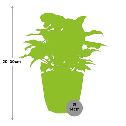 Kamerplant - Syngonium Arrow - Pot Ø 14cm