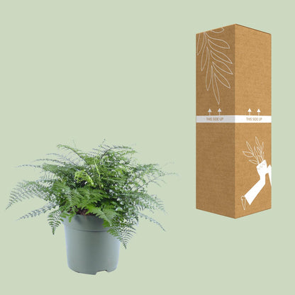 Kamerplant - Asplenium Parvati - Pot Ø 27cm Hoogte ↕ 50cm