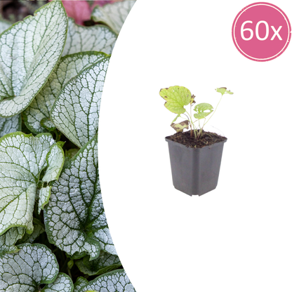 Buitenplant 60x Brunnera macr. 'Jack Frost' - Pot Ø 9cm Hoogte ↕ 10-25cm