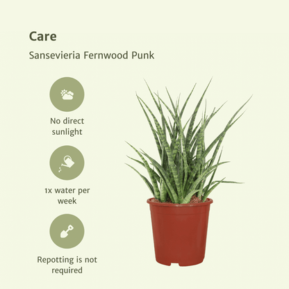 Kamerplant 2x Sansevieria Fernwood Punk - Pot Ø 12cm Hoogte ↕ 30cm