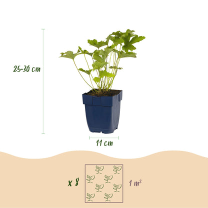Buitenplant - Borderpakket Schaduw 8 Vaste Planten 1m² - Pot Ø 11cm