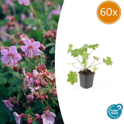 Buitenplant 60x Geranium macr. 'Ingwersen's Var.' - Bloeiend - Pot Ø 9cm Hoogte ↕ 10-25cm