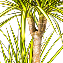 Kamerplant - Dracaena Marginata Sunray - Pot Ø 21cm Hoogte ↕ 100-110cm