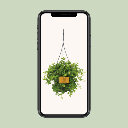 Kamerplant - Peperomia Rotundifolia - Pot Ø 15cm Hoogte ↕ 25cm