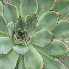 Kamerplant - ROOTLESS Succulent Echeveria Pulidonis - Pot Ø 12-14cm Hoogte ↕ 5cm