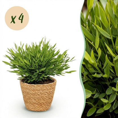 Kamerplant 4x Pogonatherum paniceum Monica - Bamboegras - Pot Ø 12cm Hoogte ↕ 20cm