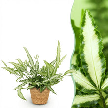 Kamerplant - Pteris cretica Albolineata - Lintvaren - Pot Ø 12cm Hoogte ↕ 20cm