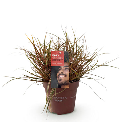 Buitenplant - Uncinia rubra Everflame - Winterhard - Pot Ø 17cm Hoogte ↕ 50cm