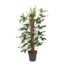 Kamerplant - Philodendron Pedatum - Pot Ø 24cm Hoogte ↕ 120cm