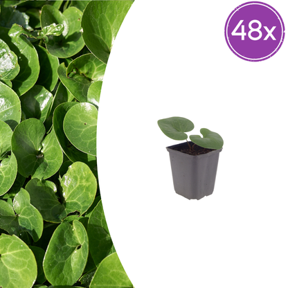 Buitenplant 48x Asarum europaeum - Pot Ø 9cm Hoogte ↕ 10-25cm