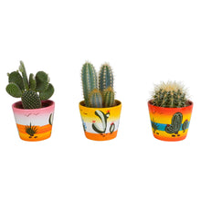 Kamerplant 3x Cactus mix - In Mexicaanse pot - Pot Ø 10.5cm