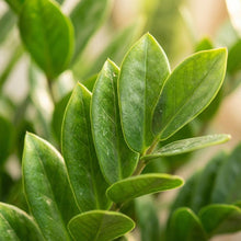 Kamerplant - Zamioculcas Zamiifolia - met Potter grijs - Pot Ø 21cm Hoogte ↕ 80cm