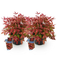 Buitenplant 2x Nandina Blush Pink - Groenblijvend - Pot Ø 17cm Hoogte ↕ 40cm