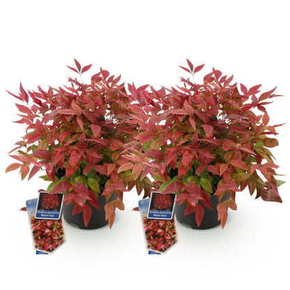 Buitenplant 2x Nandina Blush Pink - Groenblijvend - Pot Ø 17cm Hoogte ↕ 40cm