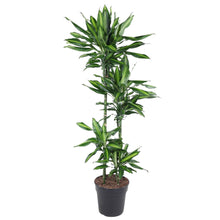 Kamerplant - Dracaena Cintho - Pot Ø 27cm Hoogte ↕ 150cm