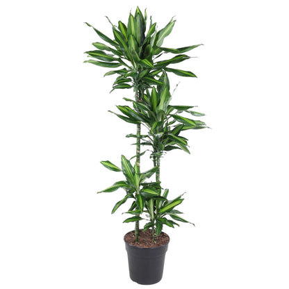 Kamerplant - Dracaena Cintho - Pot Ø 27cm Hoogte ↕ 150cm