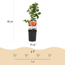 Buitenplant 2x Rosa Orange Climber - Klimroos - Bloeiend - Pot Ø 11cm Hoogte ↕ 40cm