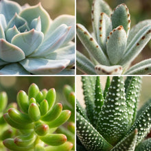 Kamerplant 18x Mini Succulenten Mix - Pot Ø 5,5cm Hoogte ↕ 5-10cm
