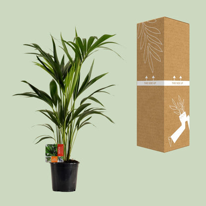 Kamerplant - Howea Forsteriana - Pot Ø 19cm Hoogte ↕ 100cm