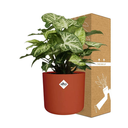 Kamerplant - Syngonium Arrow - Pot Ø 14cm