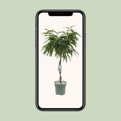 XL kamerplant - Ficus Mahori - Pot Ø 27cm Hoogte ↕ 120cm