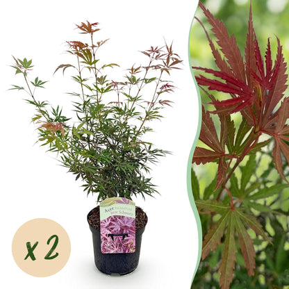 Buitenplant 2x Acer palmatum 'Jerre Swarts' - Japanse Esdoorn - Pot Ø 19cm Hoogte ↕ 70cm