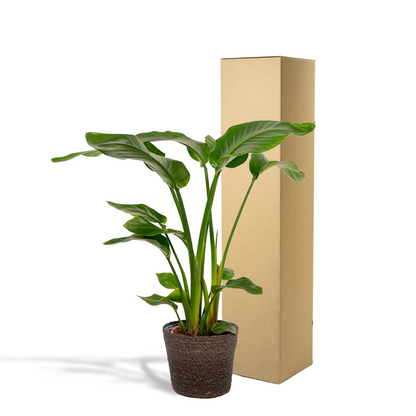 Kamerplant - Strelitzia Nicolai + Mand Igmar - Pot Ø 19cm Hoogte ↕ 90cm