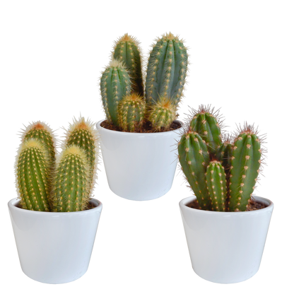 Kamerplant 3x Cereus mix - in witte pot - Pot Ø 10,5cm