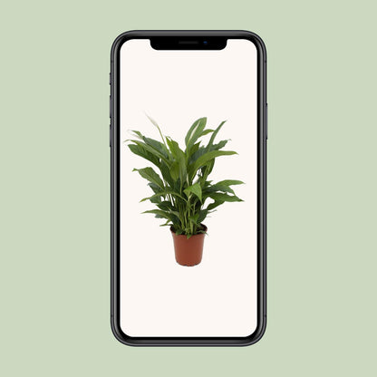 Kamerplant - Spathiphyllum Torelli - Pot Ø 17cm Hoogte ↕ 65cm