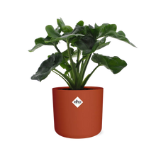 Kamerplant - Philodendron Atom - Pot Ø 14cm