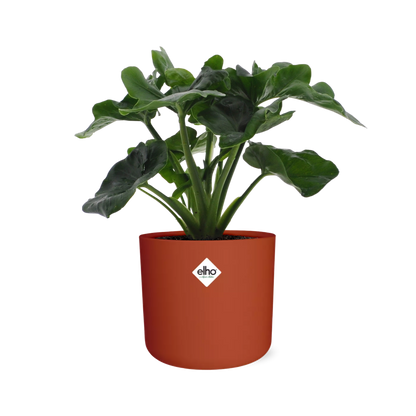 Kamerplant - Philodendron Atom - Pot Ø 14cm