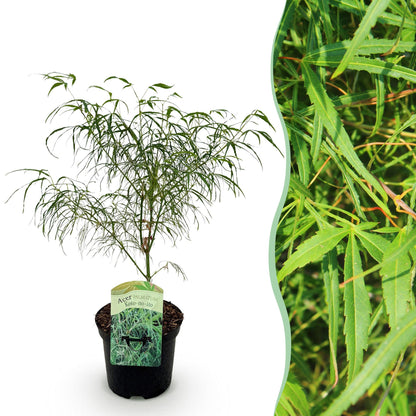 Buitenplant - Acer palmatum Koto-no-ito - Bladverliezend - Pot Ø 19cm Hoogte ↕ 70cm
