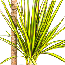 Kamerplant - Dracaena Marginata Sunray - Luchtzuiverend - Pot Ø 19cm Hoogte ↕ 80-100cm