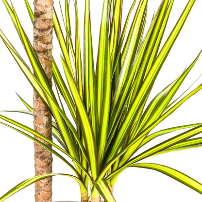 Kamerplant - Dracaena Marginata Sunray - Luchtzuiverend - Pot Ø 19cm Hoogte ↕ 80-100cm