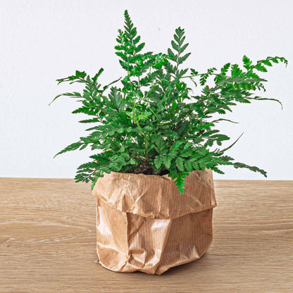 Kamerplant - Varen Athyrium Spicatum - Terrariumplant - Potmaat 6